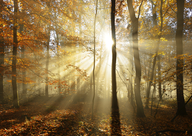 Autumn Forest  Illuminated by Sunbeams through Fog, Leafs Changing Colour