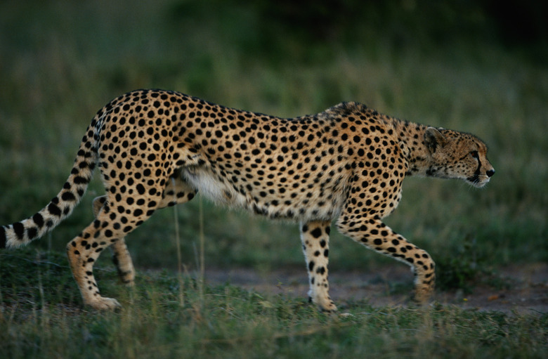 Cheetah (Acinonyx jubatus) walking , side view, Masai Mara, Kenya