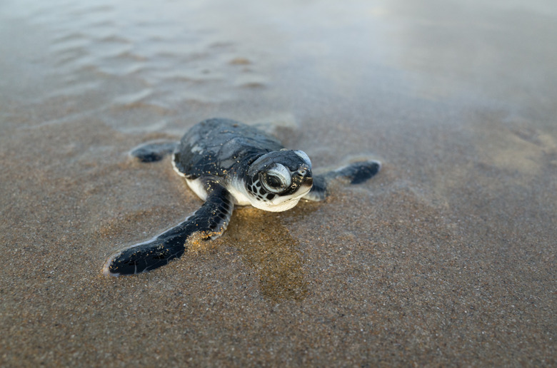 Hatching green turtle (sea turtle) crawls across beach.