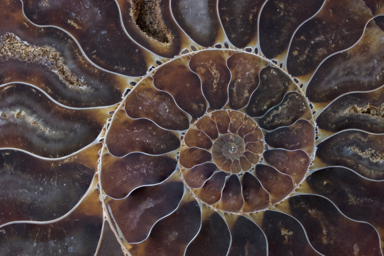 fossil shell macro texture