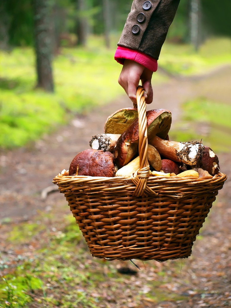 A hand holds a basket filled with mushrooms