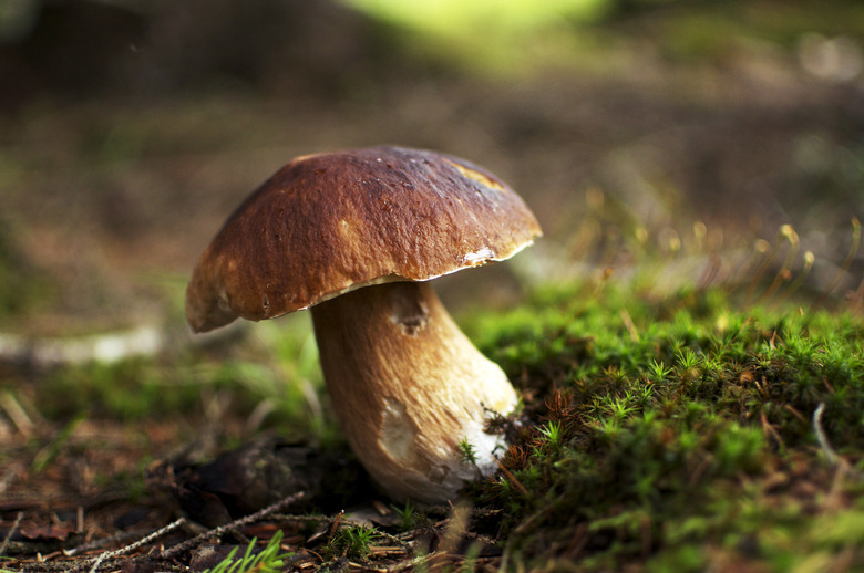 Cepe - Edible Mushroom