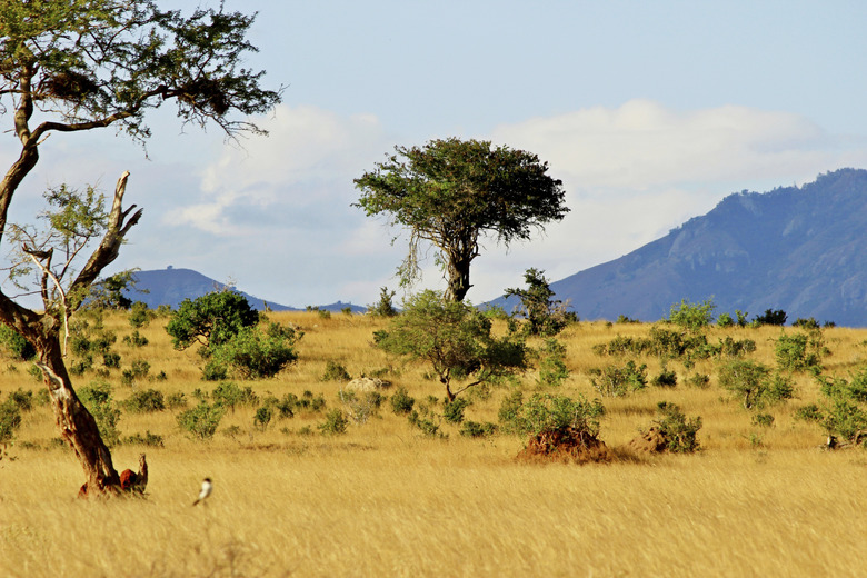 African savannah landscape