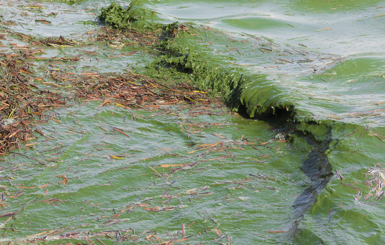 Algal bloom