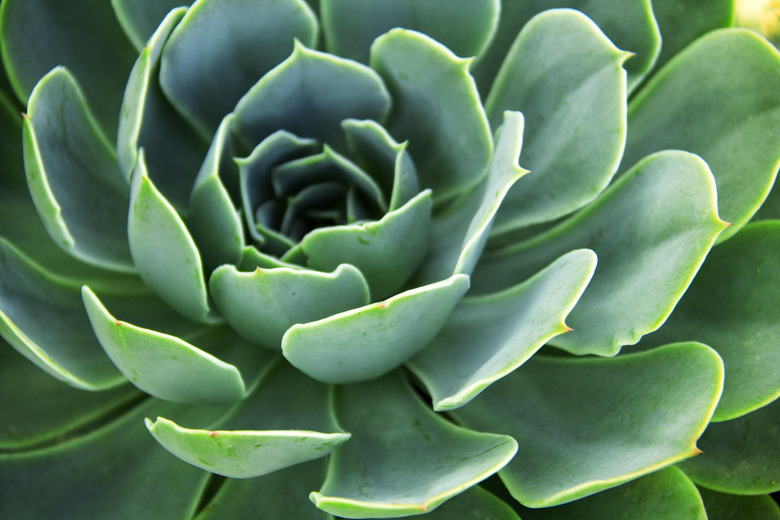 Echeveria elegans.