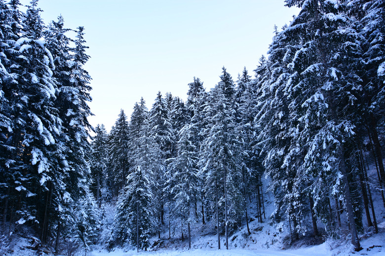 snow on the snow-covered forest