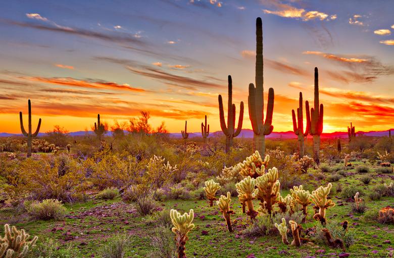 Colorfull sunset with Saguaros.