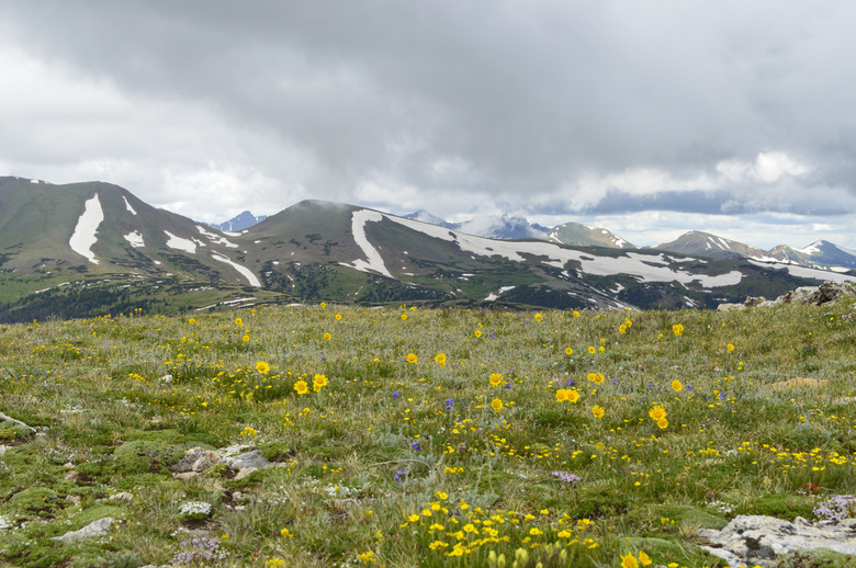 Rocky Mountain Tundra Wildflowers