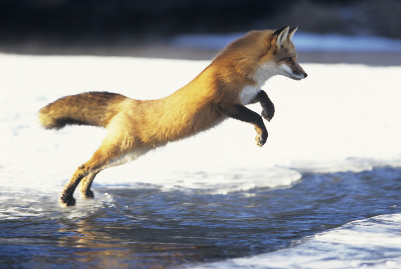 Red fox (Vulpes vulpes) jumping across creek, Canada