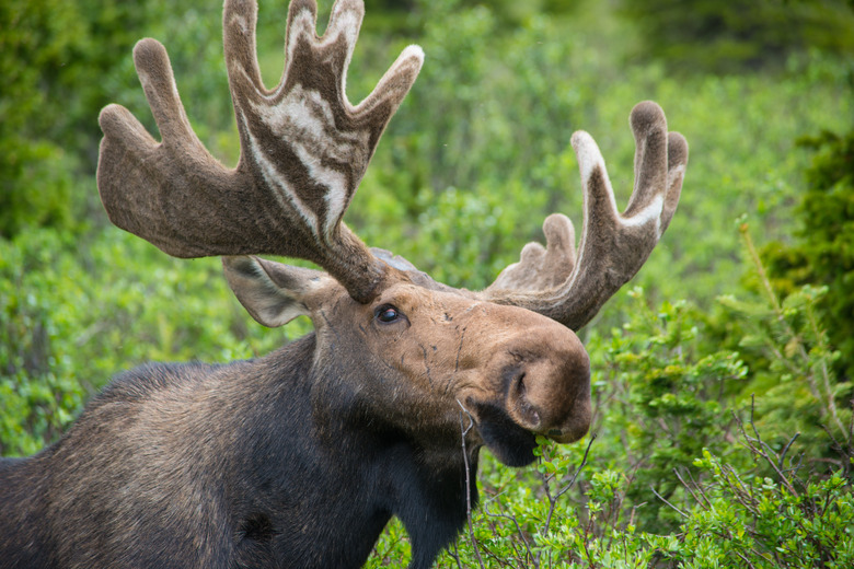 Close-Up Of Moose Relaxing In Forest