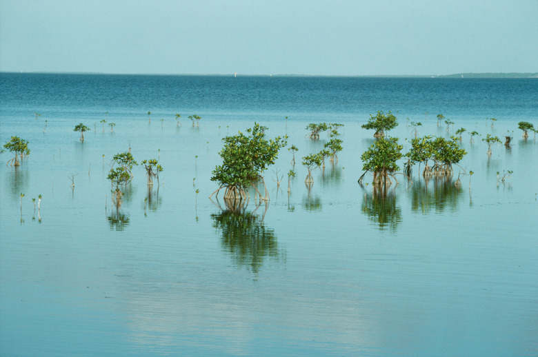 Mangroves in ocean along Florida coast