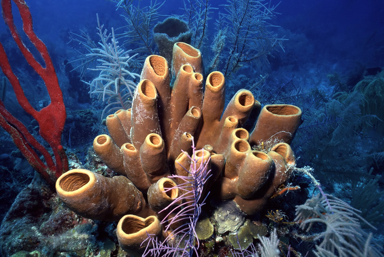 Belize sponges