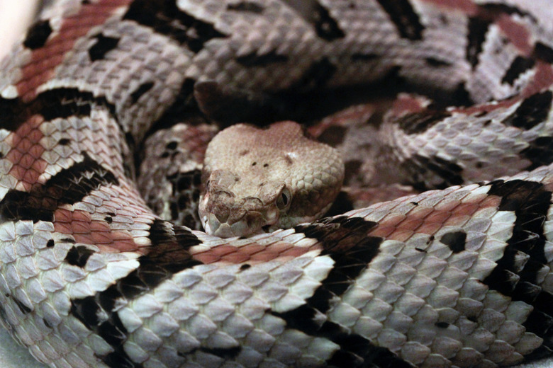 Canebrake Rattlesnake