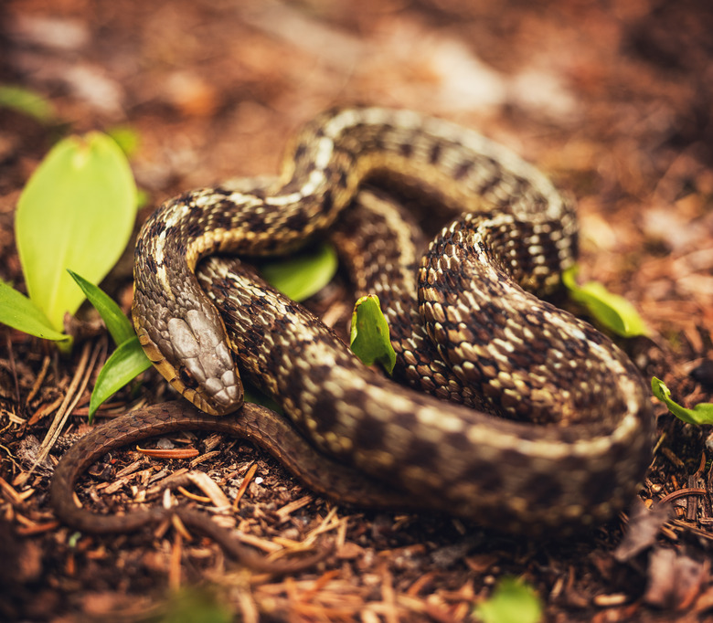 Coiled Garter Snake