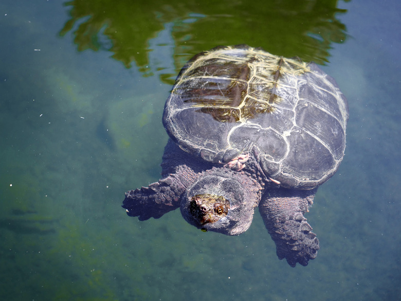 Killarney Provincial Park - The Local Turtle