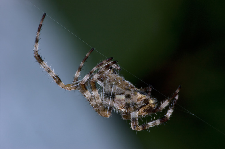 Garden Orb Spider At Work Macro