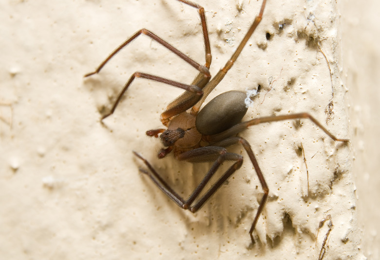 Brown Recluse