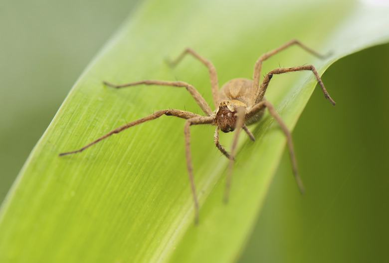 Pisaura mirabilis