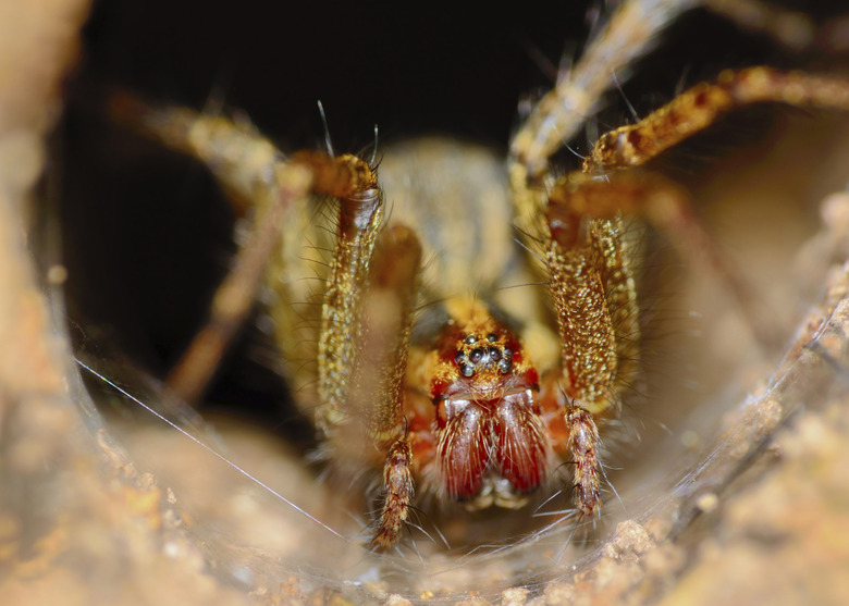 Wolf Spider