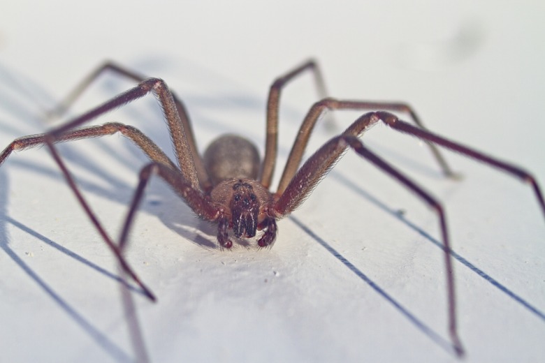 Brown Recluse Spider