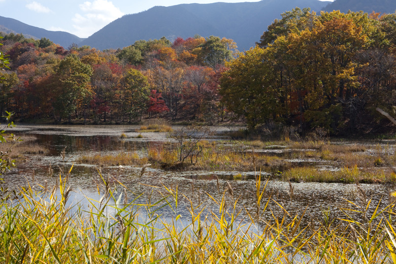 Kannon Swamp Park in Autumn