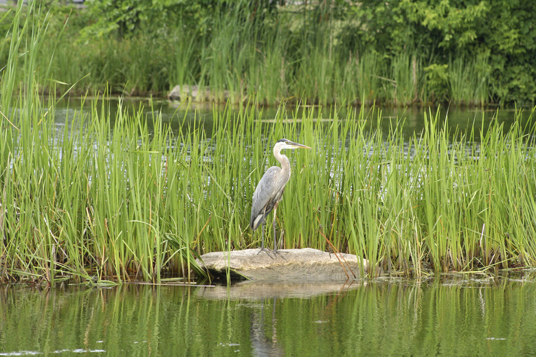 Blue heron stands guard on rock