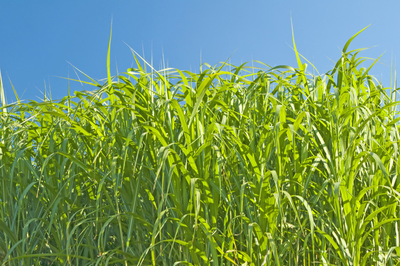 switchgrass