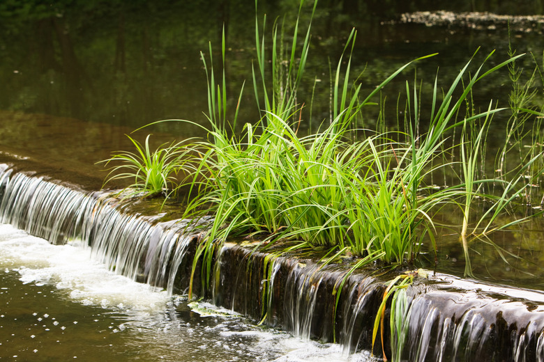 Little artificial waterfall with green sedge