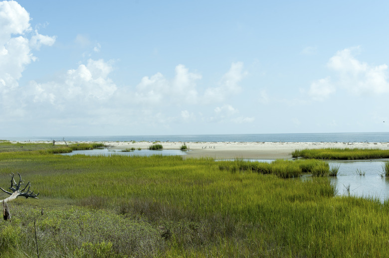 Marshland By Ocean