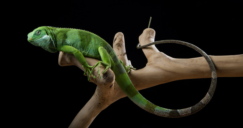 Portrait of iguana sitting on branch