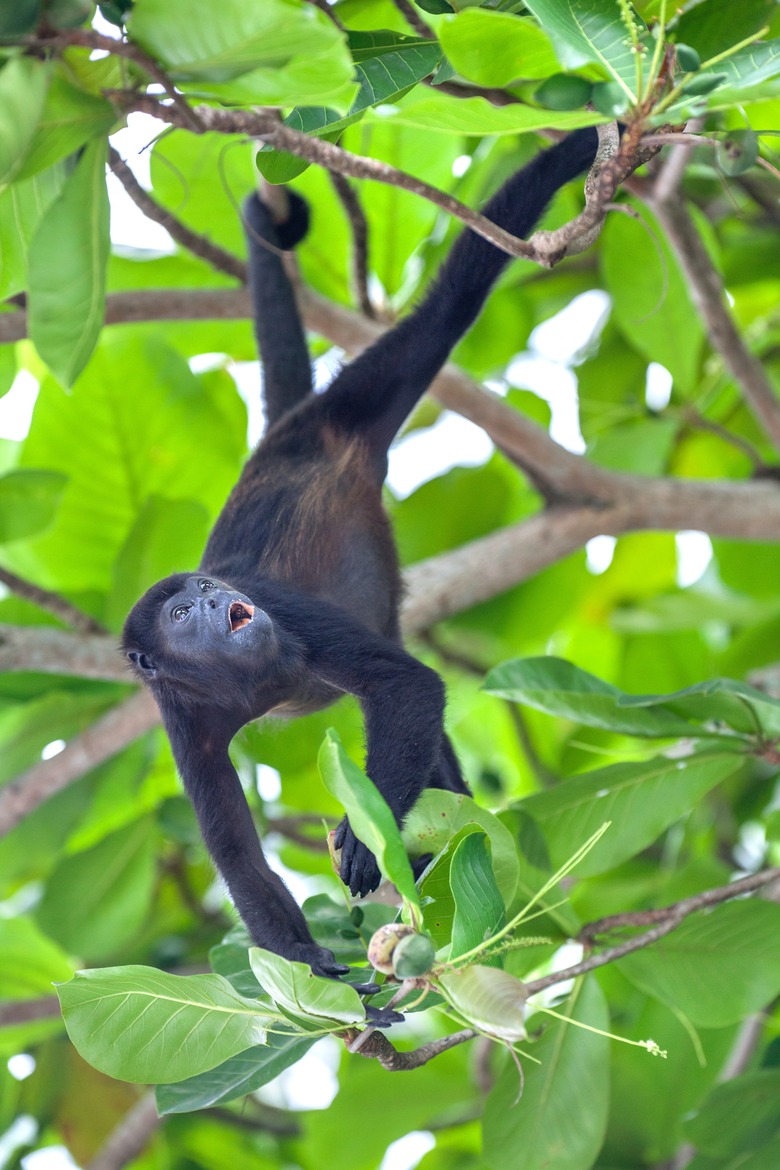 A mantled howler monkey feeding on a fruit.