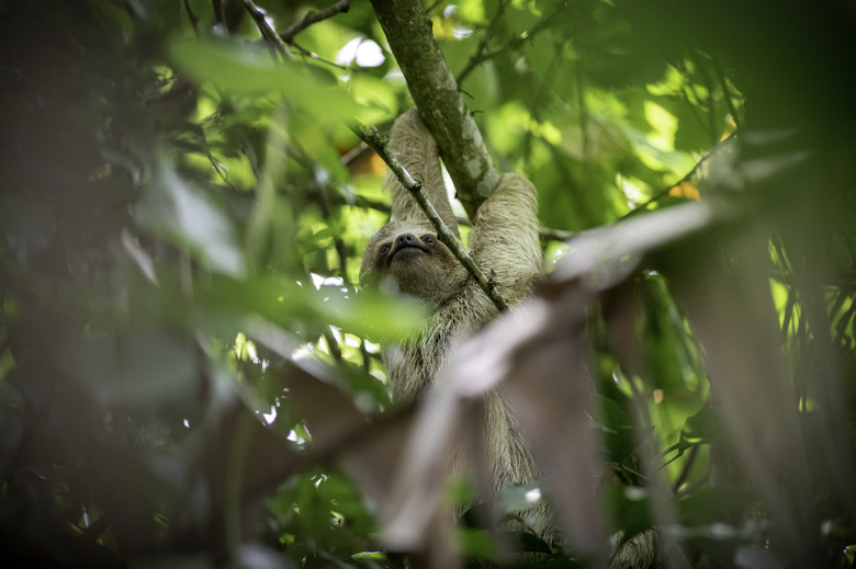 A two-toed sloth hanging from a branch.