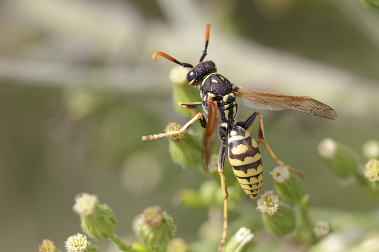 Wasp in a sunny meadow