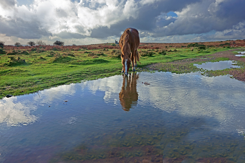 Wild pony on Bodmin Moor, near Minions, Cornwall, United Kingdom