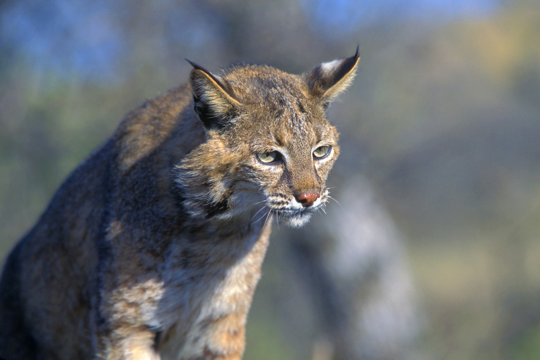 Bobcat