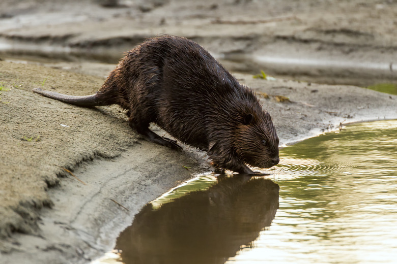 Beaver, American Beaver, Castor canadensis, adult entering water