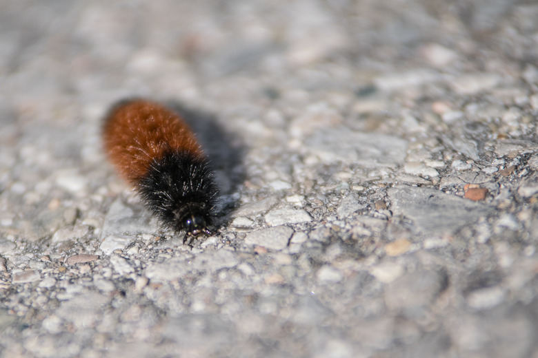 Woolly Bear Caterpillar moving across asphalt