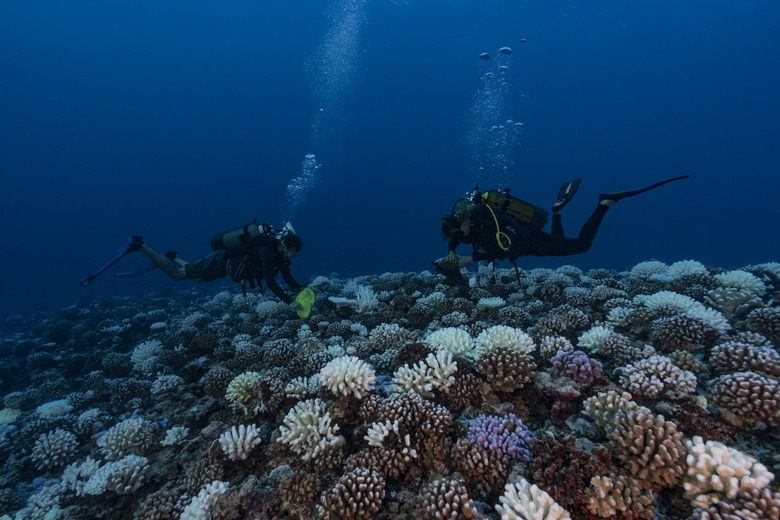 Coral Reefs And White Death