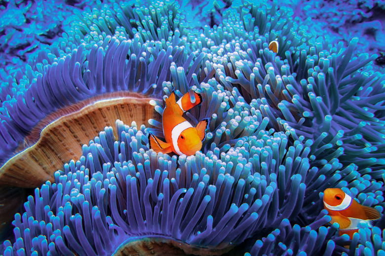 Clownfish