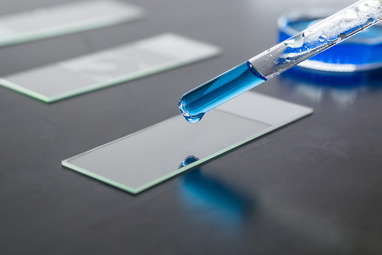 Pipette dropper placing blue liquid substance on a microscope slide, with petri dish on the background