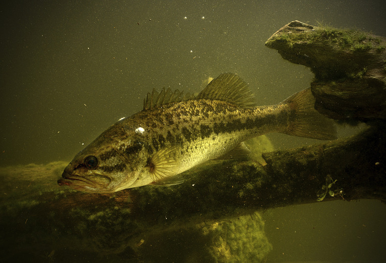 largemouth bass fish