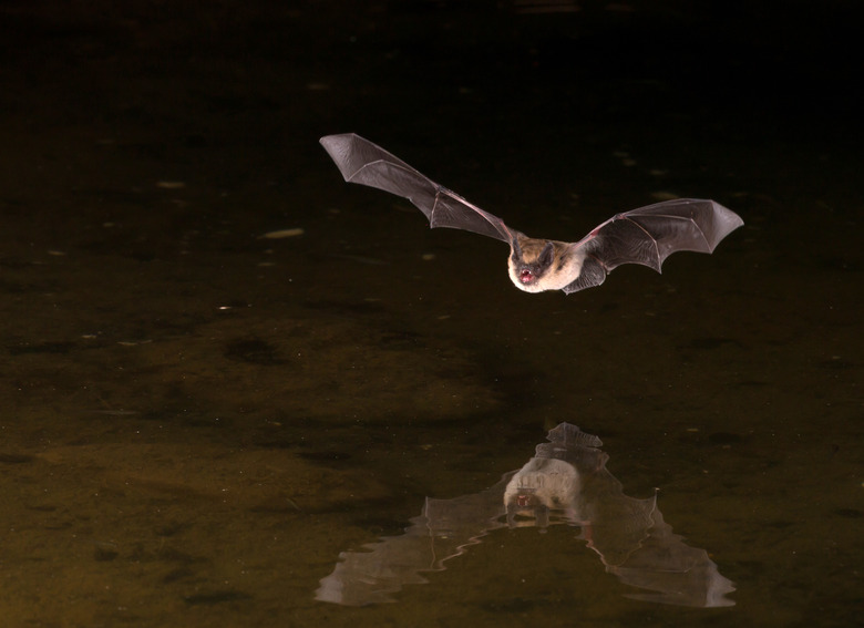 Picture of flying bat in the dark