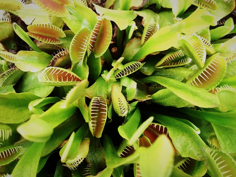 Full Frame Shot Of Venus Flytrap