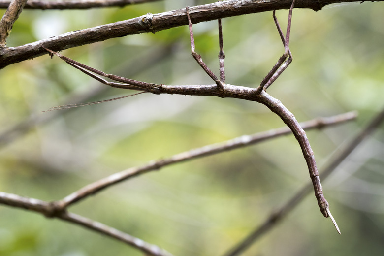 stick insect