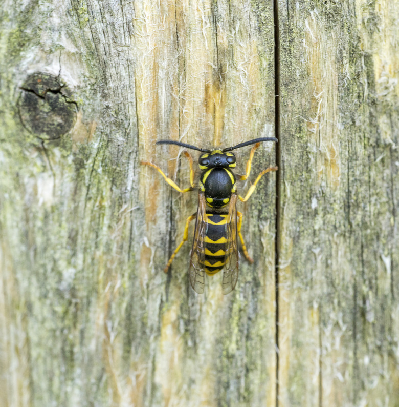 wasp on wooden ground