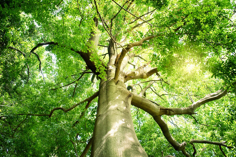 The trees of fresh green in the forest