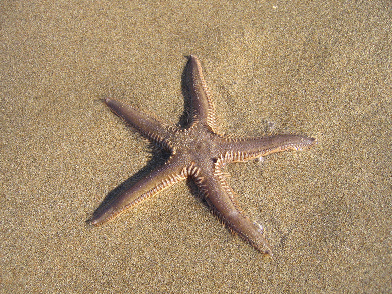 Starfish on the beach