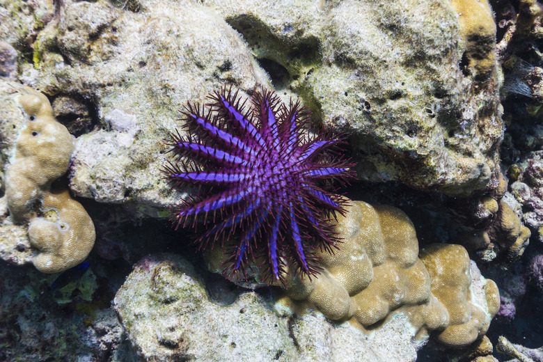 Crown of thorns starfish