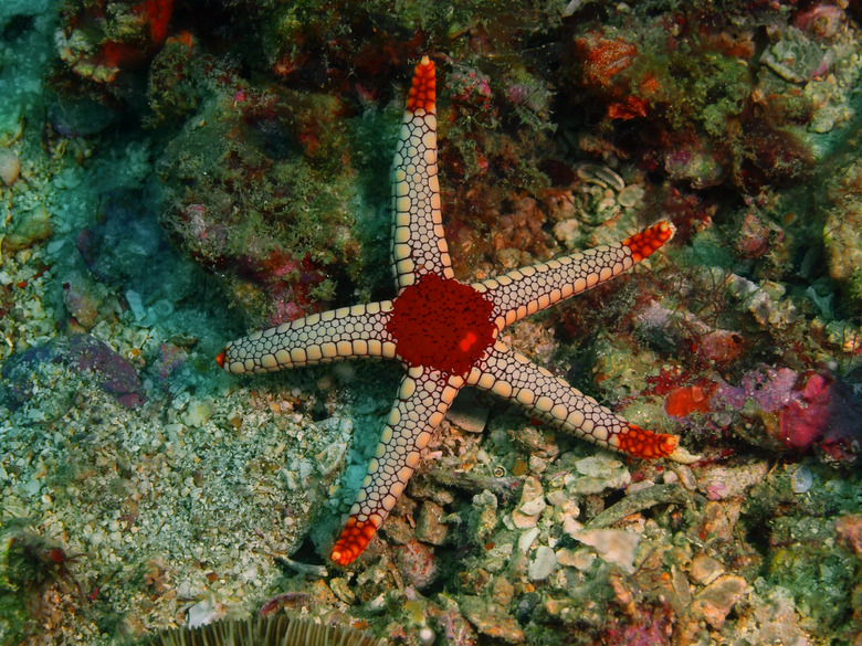 Starfish