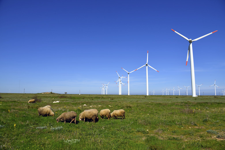 Sheep and rams in the field against wind turbines